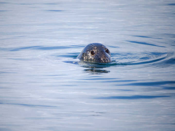 A seal's head popping above calm blue water, with gentle ripples around it.