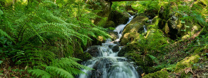 Canonteign Falls 30 mins from Orestone Manor
