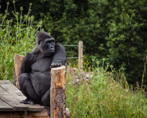 gorilla at paignton zoo gorilla at paignton zoo