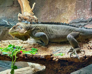 lizard at paignton zoo lizard at paignton zoo