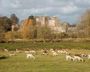 powderham castle