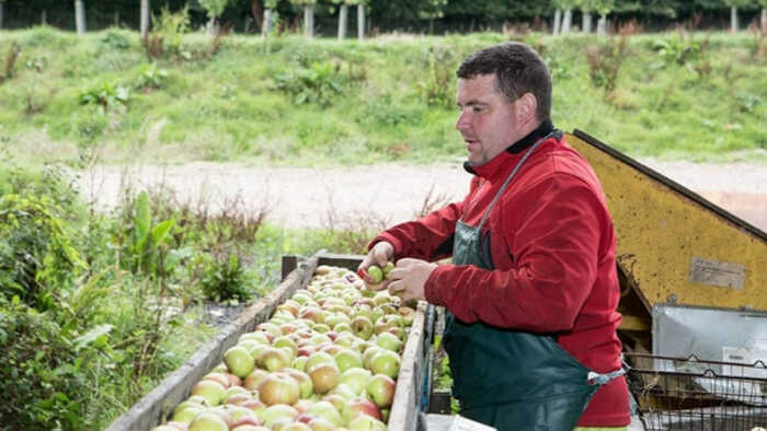 local devon cider maker collecting apples